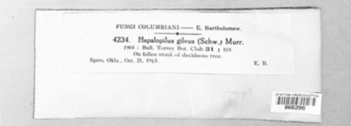 Phellinus gilvus image
